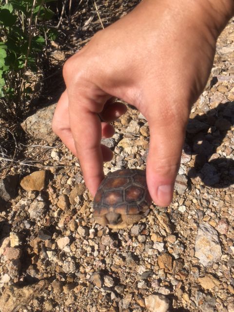 Readers share their desert tortoise photos